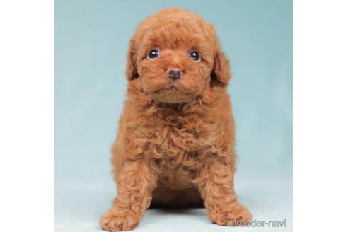 成約済の東京都のトイプードル-204771の3枚目